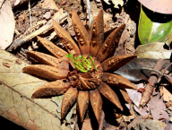 Lesní hvězda (Francouzská Guyana)